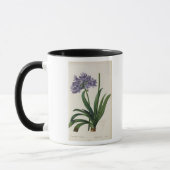 Agapanthus umbrellatus mok (Links)