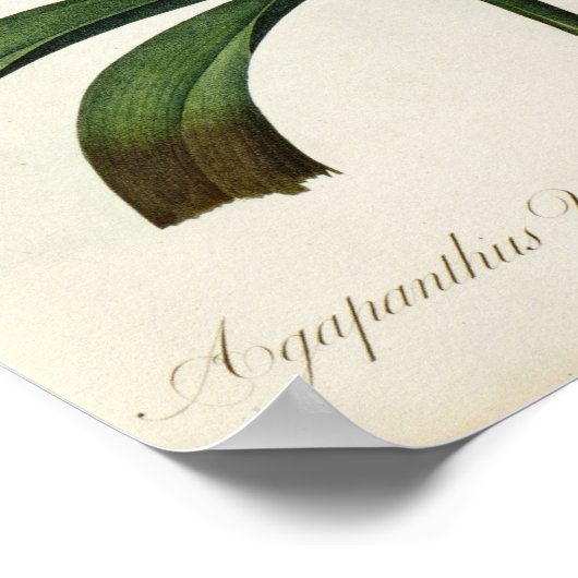 Agapanthus umbrellatus poster (Hoek)