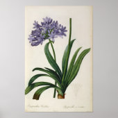 Agapanthus umbrellatus poster (Voorkant)