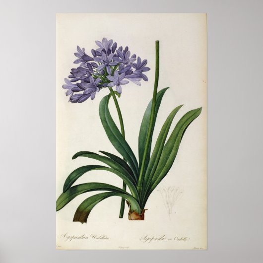 Agapanthus umbrellatus poster (Voorkant)