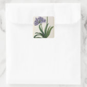 Agapanthus umbrellatus vierkante sticker (Tas)