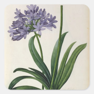 Agapanthus umbrellatus vierkante sticker