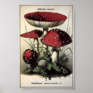 Agaricus muscarius paddenstoelen poster