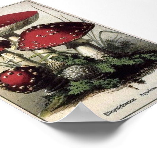 Agaricus muscarius paddenstoelen poster (Hoek)