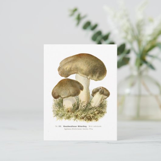 Agaricus tumidus briefkaart (Staand voorkant)