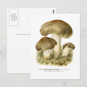 Agaricus tumidus briefkaart (Voorkant / Achterkant)