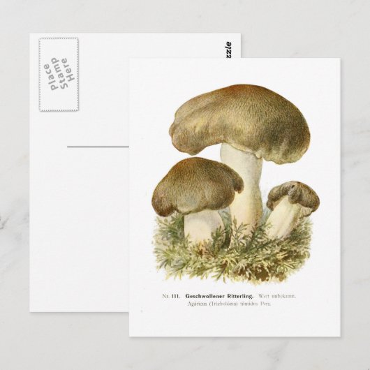 Agaricus tumidus briefkaart (Voorkant / Achterkant)