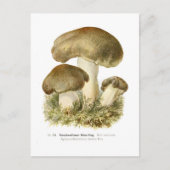 Agaricus tumidus briefkaart (Voorkant)