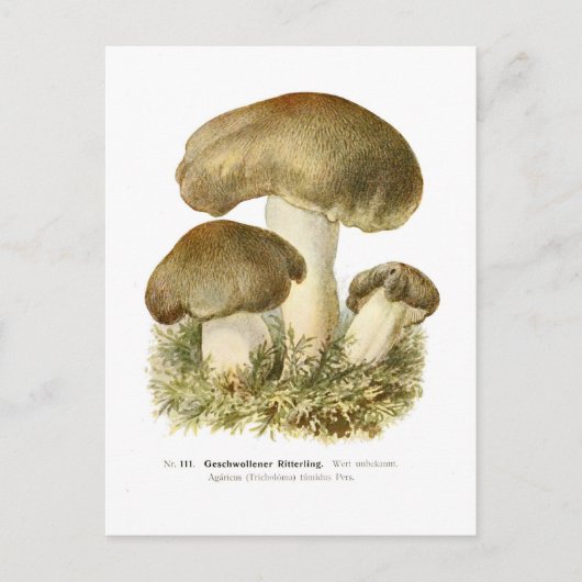 Agaricus tumidus briefkaart (Voorkant)