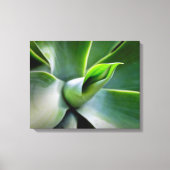 Agave Attenuata Canvas Afdruk (Voorkant)