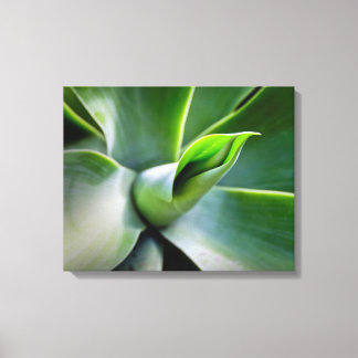 Agave Attenuata Canvas Afdruk