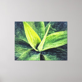 Agave Attenuata Canvas Afdruk