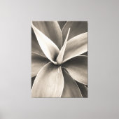 Agave attenuata canvas afdruk (Voorkant)
