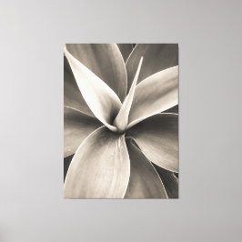 Agave attenuata canvas afdruk