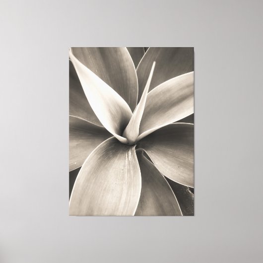 Agave attenuata canvas afdruk (Voorkant)