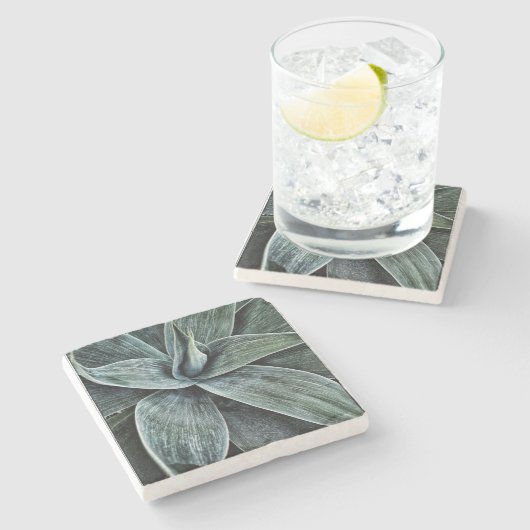 Agave Attenuata Stenen Onderzetter (Zijkant)