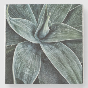 Agave Attenuata Stenen Onderzetter