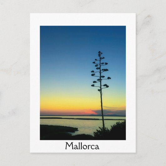 Agave Bloeiende Bloem in Mallorca bij zonsondergan Briefkaart (Voorkant)