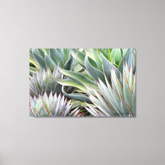 Agave 'Blue Glow', 'Blue Flame' canvas print (Voorkant)
