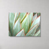 Agave 'Blue Glow' canvas van Debra Lee Baldwin (Voorkant)