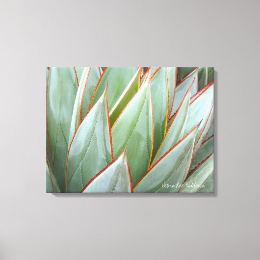 Agave 'Blue Glow' canvas van Debra Lee Baldwin (Voorkant)