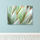Agave 'Blue Glow' canvas van Debra Lee Baldwin Afdruk (Insitu (Houten vloer))