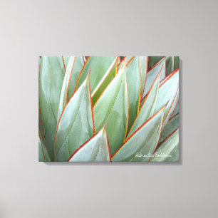 Agave 'Blue Glow' canvas van Debra Lee Baldwin Afdruk