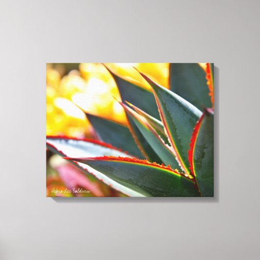 Agave Blue Glow sappige foto Debra Lee Baldwin Canvas Afdruk (Voorkant)