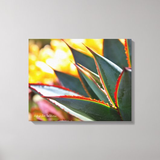 Agave Blue Glow sappige foto Debra Lee Baldwin Canvas Afdruk (Voorkant)