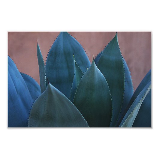 Agave cactus 02 foto afdruk (Voorkant)