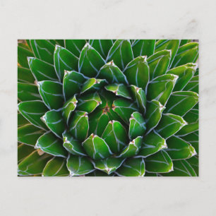 Agave Cactus Briefkaart