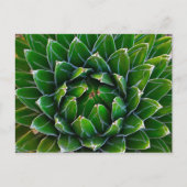 Agave Cactus Briefkaart (Voorkant)