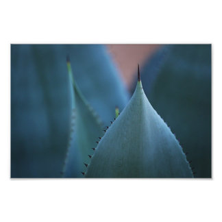 Agave cactus foto afdruk