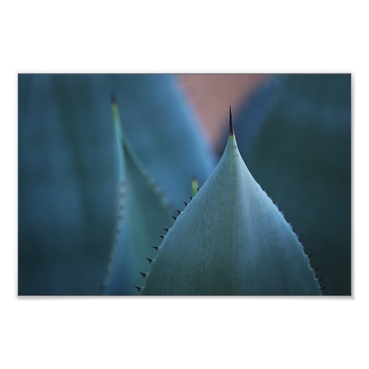 Agave cactus foto afdruk (Voorkant)