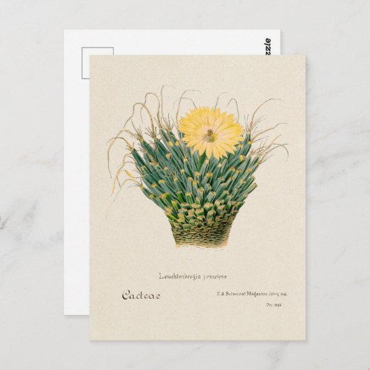  Agave Cactus Illustratie Briefkaart (Voorkant / Achterkant)