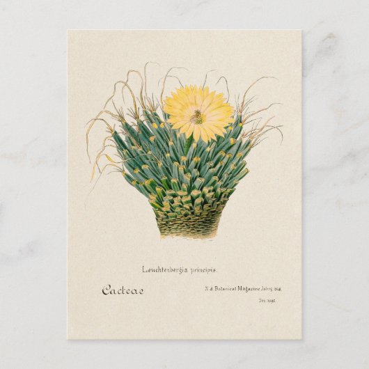  Agave Cactus Illustratie Briefkaart (Voorkant)