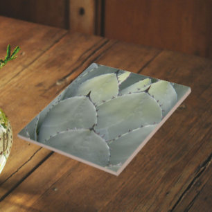 Agave Cactus Plant Zuidwestelijke Stijl Tegeltje