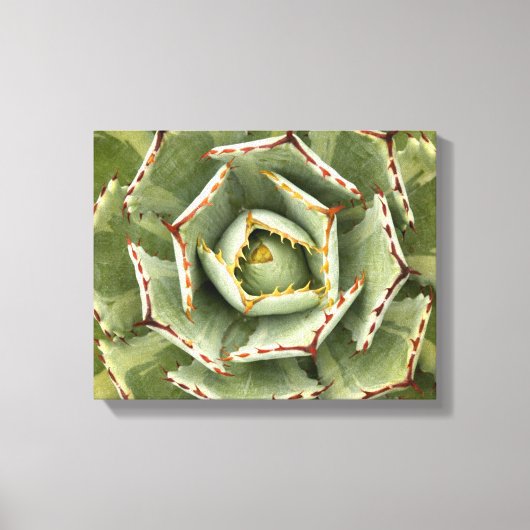 Agave 'Cream Spike' foto Canvas Afdruk (Voorkant)