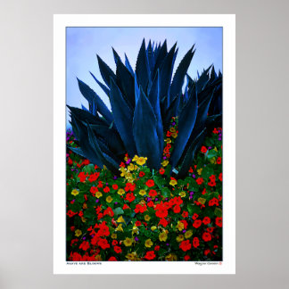 AGAVE EN BLOOMS - KUST VAN CALIFORNIA POSTER