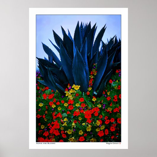 AGAVE EN BLOOMS - KUST VAN CALIFORNIA POSTER (Voorkant)