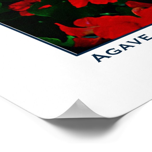 AGAVE EN BLOOMS - KUST VAN CALIFORNIA POSTER (Hoek)