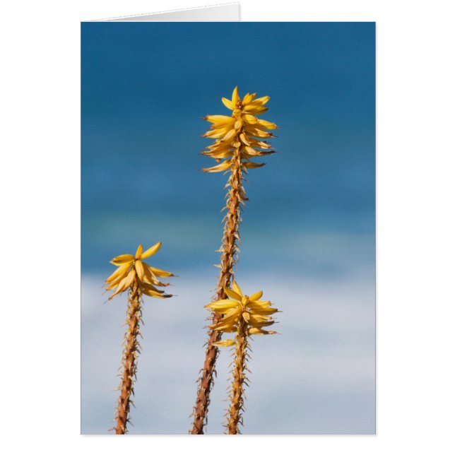 Agave en Ocean (Voorkant)