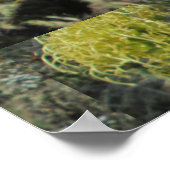 Agave Giant Flower Cluster Poster (Hoek)