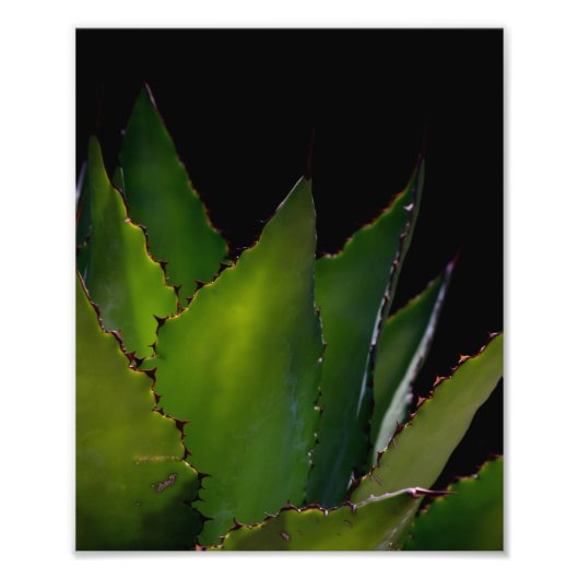Agave glow foto afdruk (Voorkant)