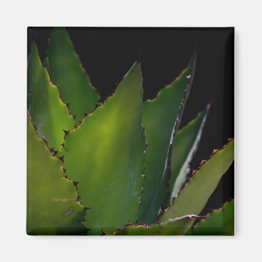Agave glow magneet (Voorkant)