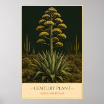 Agave – Illustratie van oude botanische afbeelding