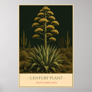 Agave – Illustratie van oude botanische afbeelding Poster