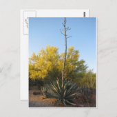 Agave in Bloom Briefkaart (Voorkant / Achterkant)