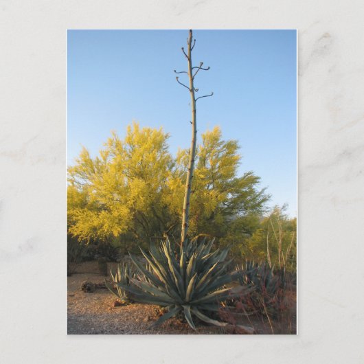 Agave in Bloom Briefkaart (Voorkant)