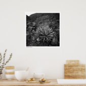Agave in Deep Canyon Desert Research Station Poster (Keuken)